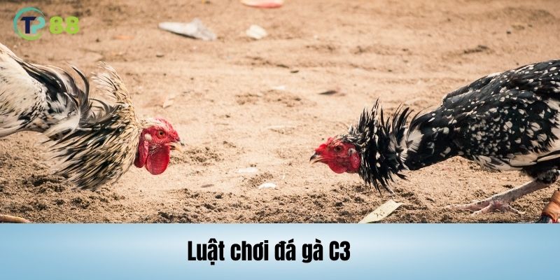 Tìm hiểu quy định đá gà trực tiếp C3 trên TP88