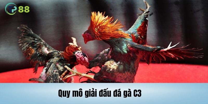 Phạm vi giải đấu đá gà C3 