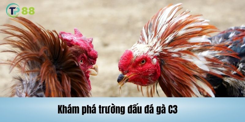 Tìm hiểu quy định đá gà trực tiếp C3 trên TP88