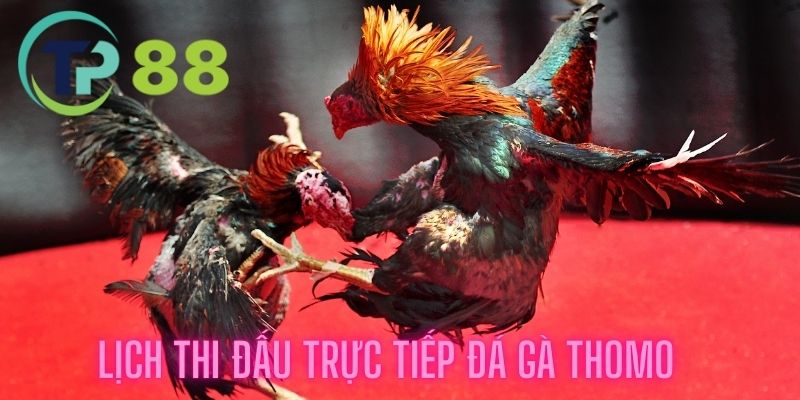 Lịch thi đấu trực tiếp đá gà thomo được diễn ra thường xuyên