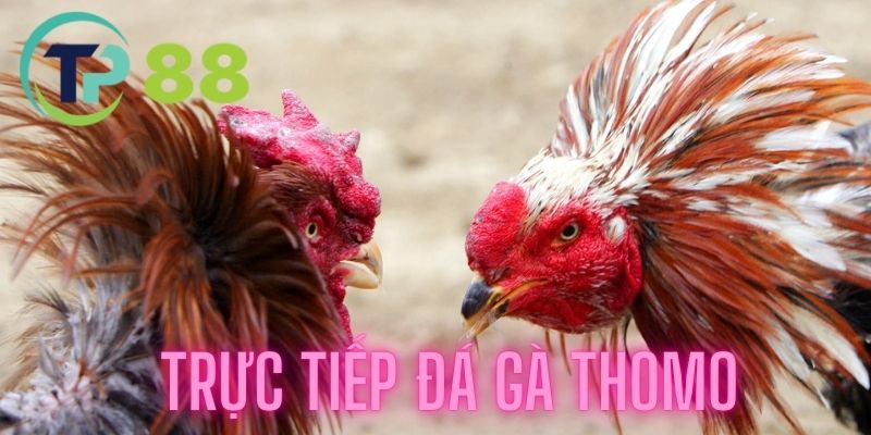 Trực Tiếp Đá Gà Thomo được nhiều người quan tâm tại nhà cái TP88